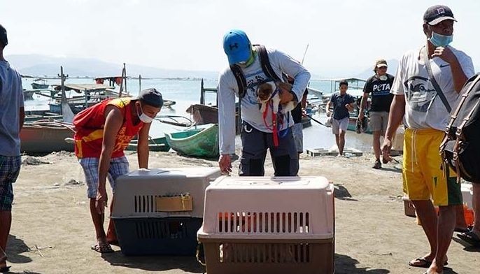 PETA rescues 132 animals from Taal Volcano island