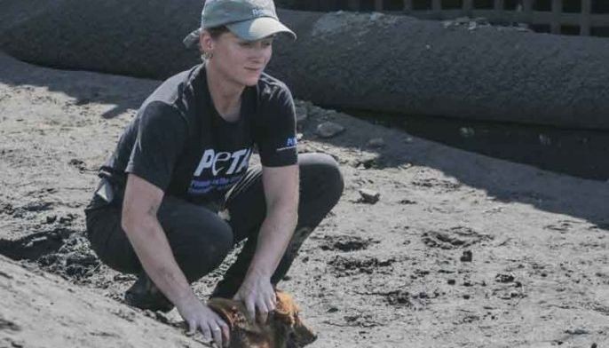 Dogs, cats rescued from Taal up for adoption