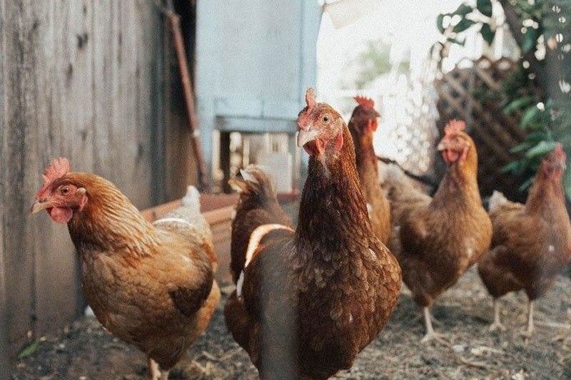Cebu monitoring bird flu outbreak