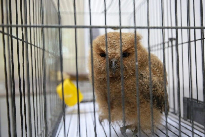 Baby owl rescued from Taalâ��s wrath