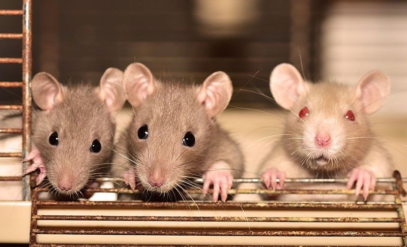 'Shocking' animal welfare violations uncovered at US government labs
