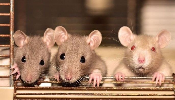 Mammals cannot be cloned infinitely, mice study discovers
