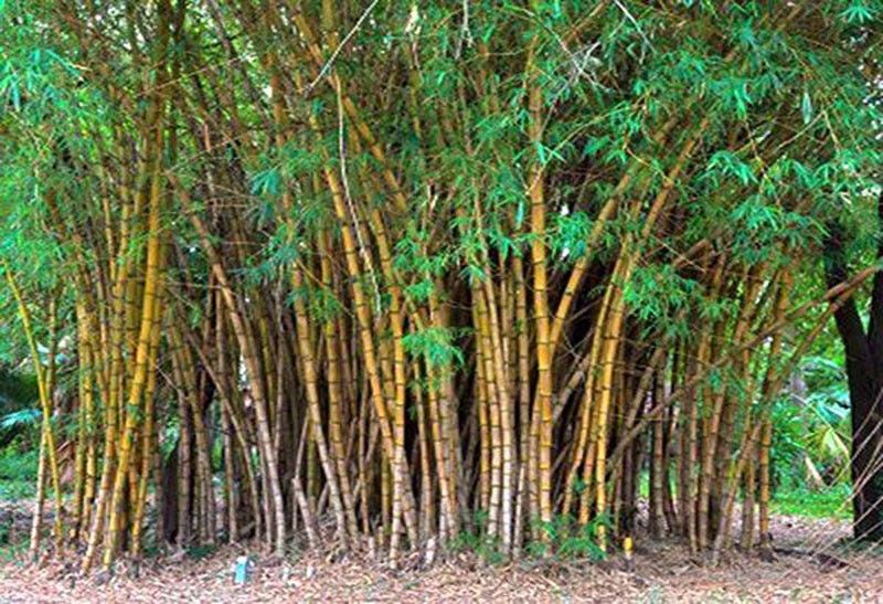 Bamboo hailed as high-value crop