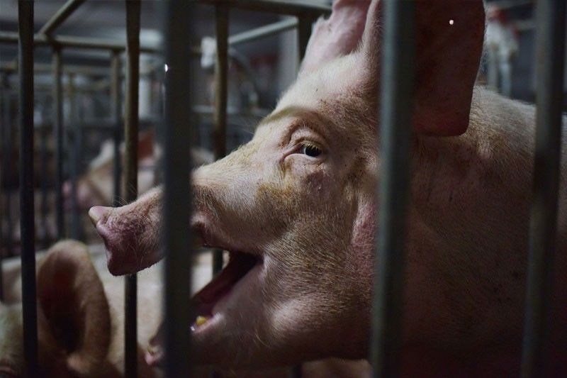 Northern Samar bans hogs, pork from Luzon, Davao
