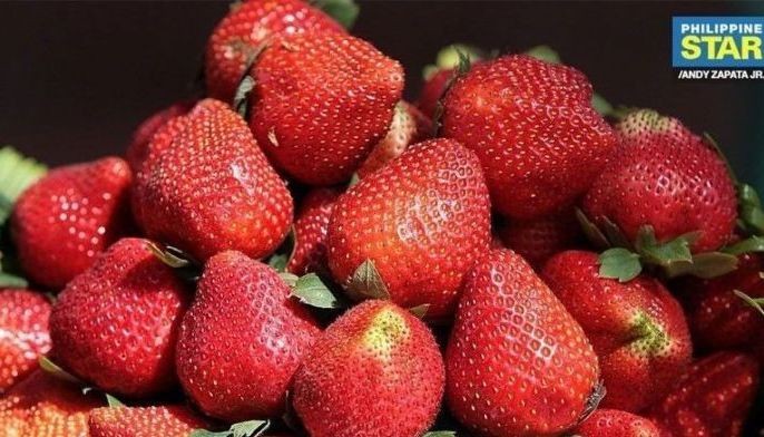 Strawberry, Kalinga festivals cancelled over nCoV