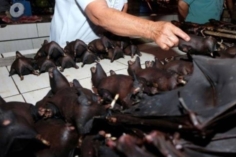 Bat for sale at Indonesia's wildlife market despite virus warning