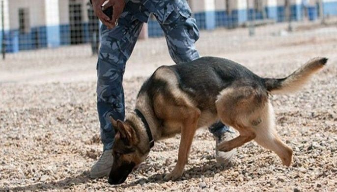 Technician ibinuko ng K-9 dog sa &lsquo;kush&rsquo;