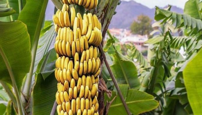 DA pulls out all stops vs Panama disease