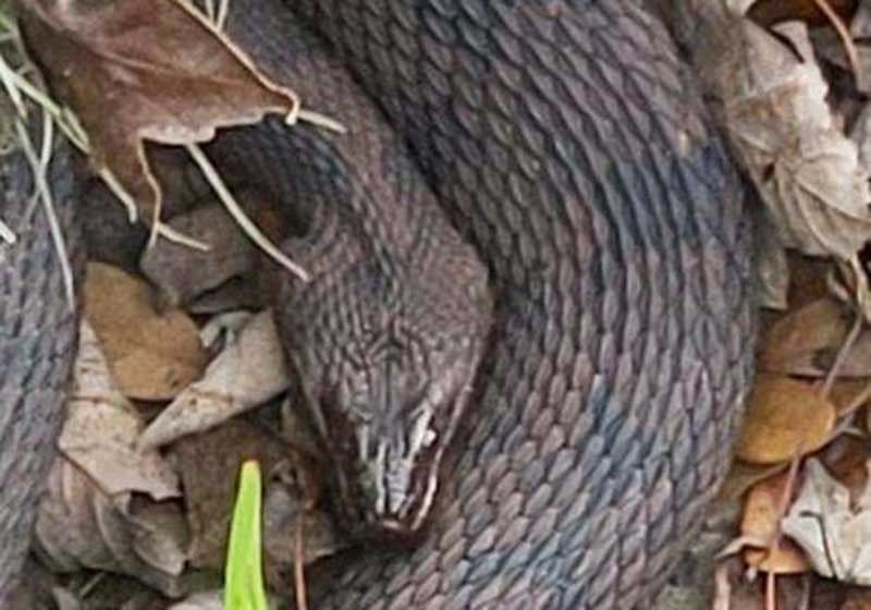 Snake orgy prompts partial closure of Florida city park