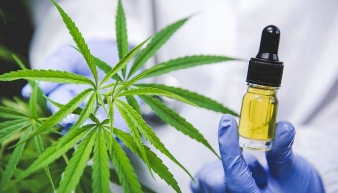 DDB studying rules on medical use of marijuana derivative