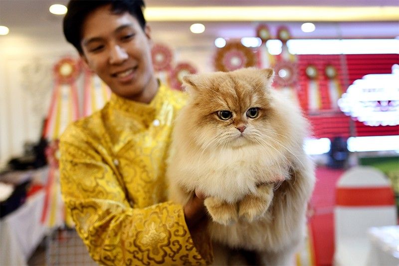 Philippines' 1st World Cat Show set this weekend in Makati