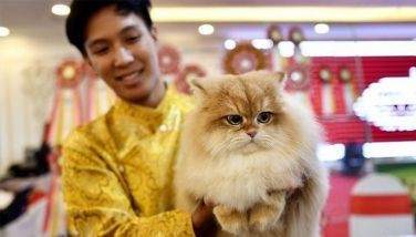 Philippines' 1st World Cat Show set this weekend in Makati
