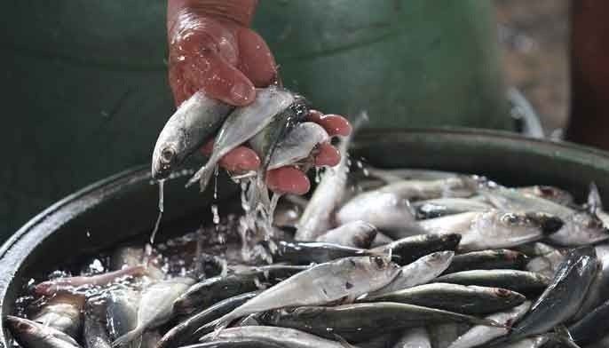Mga pinabuthan o gihiloan nga isda dili ipadawat
