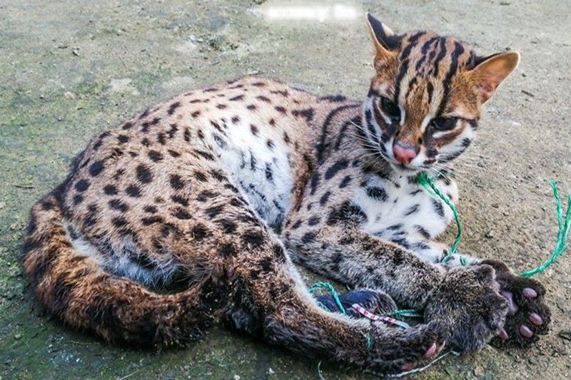 Trapped leopard cat rescued and released in Masbate