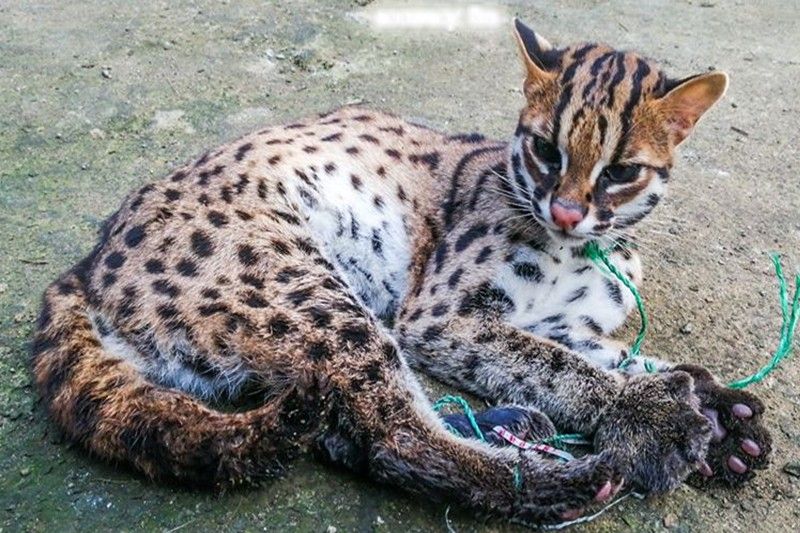 wild leopard cat