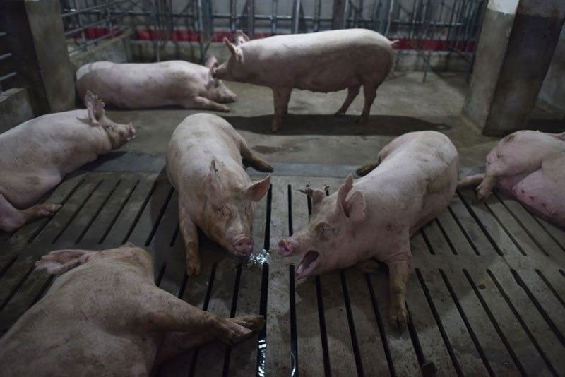 Pigs, pork seized in Ilocos Sur