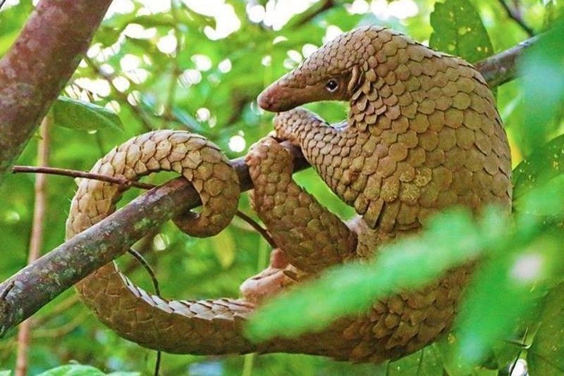 Nearly 900,000 pangolins trafficked in Southeast Asia: watchdog