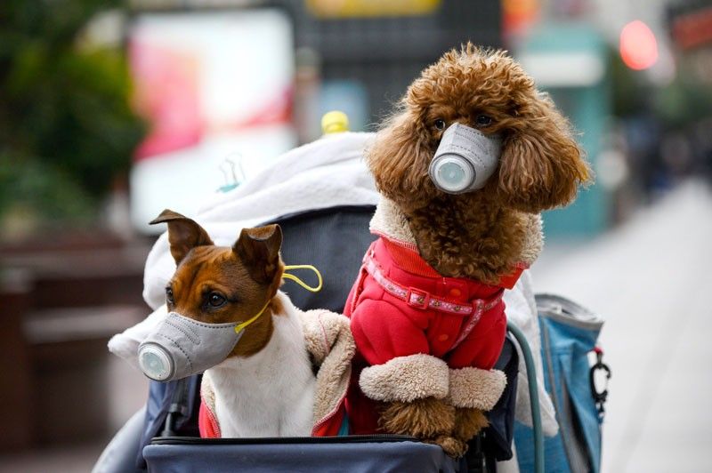 Hong Kong finds coronavirus in pet dog samples