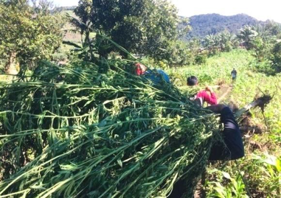 P400K worth of marijuana plants uprooted in Sultan Kudarat