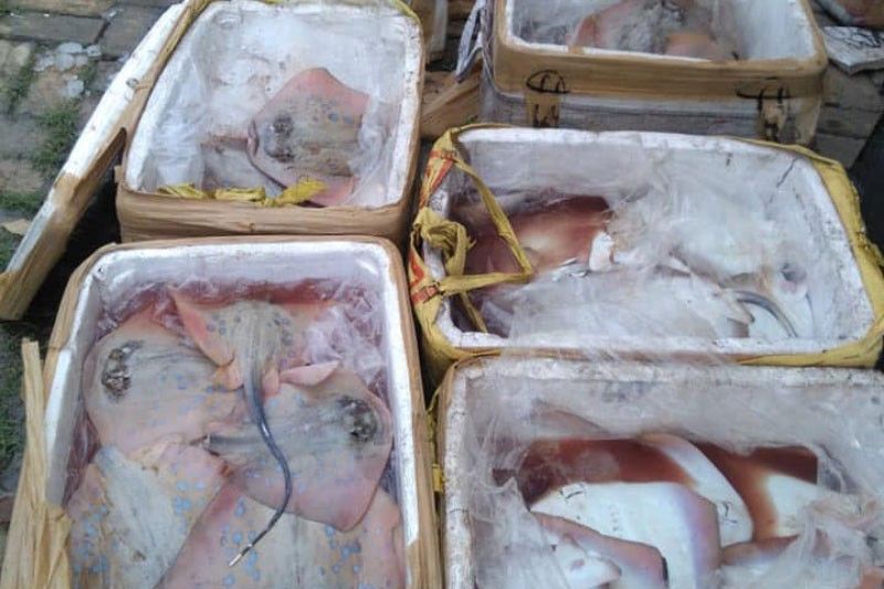 280 kilos of stingray meat seized in Cebu City
