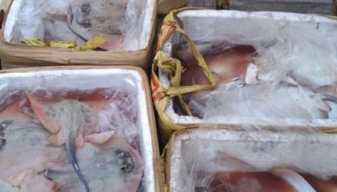 280 kilos of stingray meat seized in Cebu City