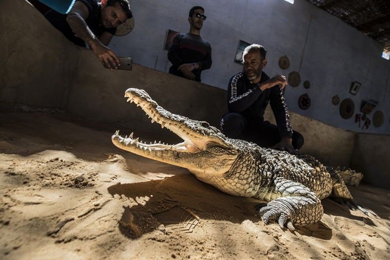 Egypt's Nubians tame crocodiles for selfie-snapping tourists