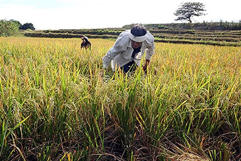 P12.7B cash aid to farmers is 'fruit of their labor', says lawmaker