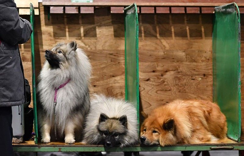 At world's biggest dog show, dog lovers defy coronavirus fears