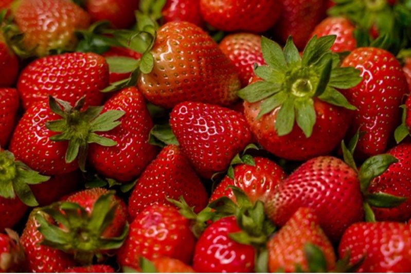 Japan grants P11 million  funding for strawberry commercialization