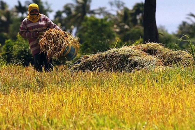 Government allots P760 million to boost rice production in Western Visayas