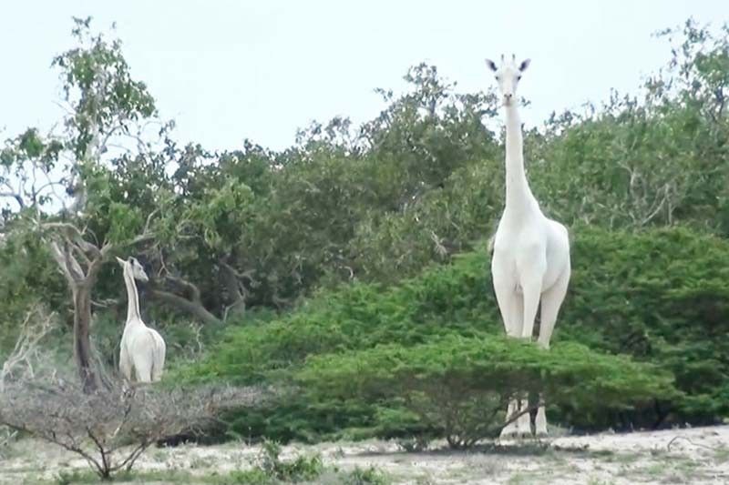 Rare white giraffes killed by poachers in Kenya: conservationists
