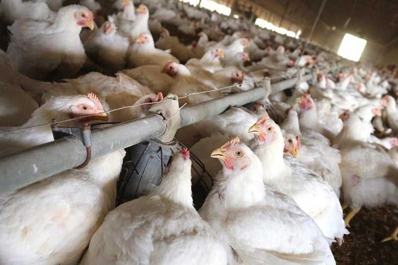 DA kinumpirma ang outbreak ng bird flu sa Nueva Ecija