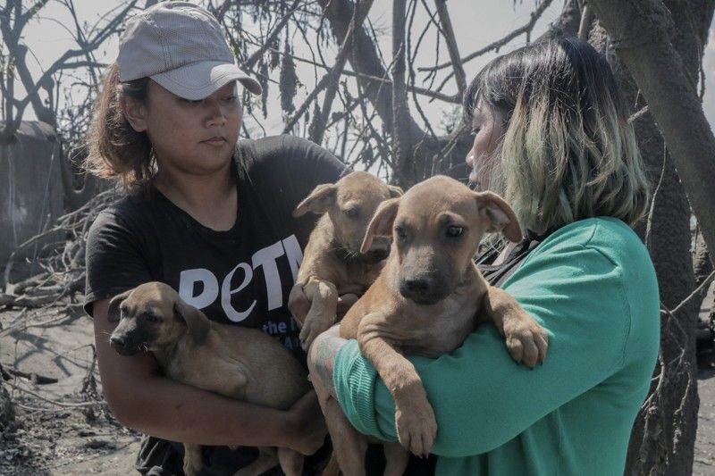 PETA asks gov't to allow vets, animal rescue team through checkpoints