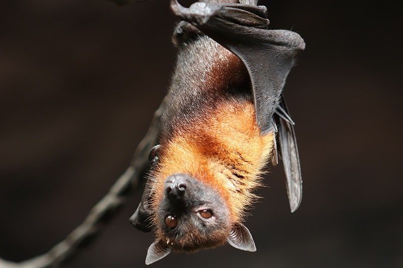 Authorities save bats blamed for COVID-19 in Peru