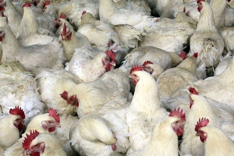 Chicken prices continue to drop