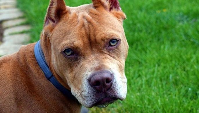 Man teaching dog how to drive arrested after high-speed chase in US