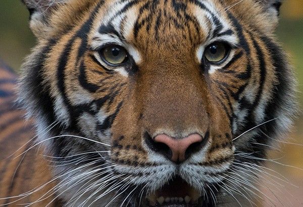 Bronx zoo tiger tests positive for COVID-19