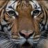 Bronx zoo tiger tests positive for COVID-19