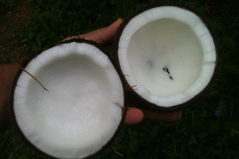 Philippines coconut oil exports to hit 3-yr low