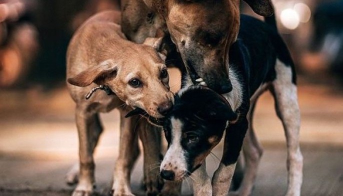 Dog lovers protest mass relocation of strays in Bangladesh