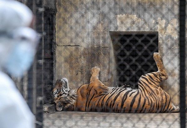 India zoo's tigers now social distancing over COVID-19 fears