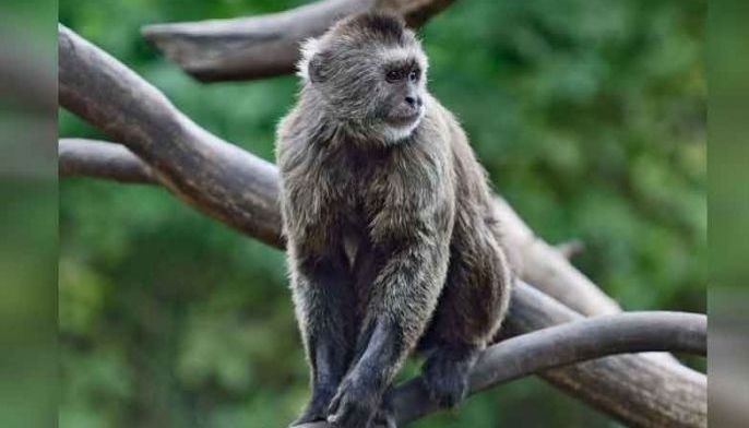 Experimental virus drug effective in monkeys &ndash; study
