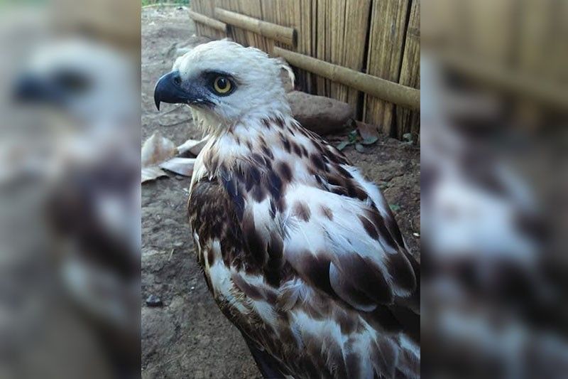 Young hawk-eagle rescued in Cotabato still learning to fly