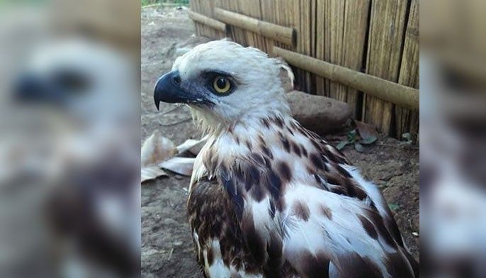 Young hawk-eagle rescued in Cotabato still learning to fly