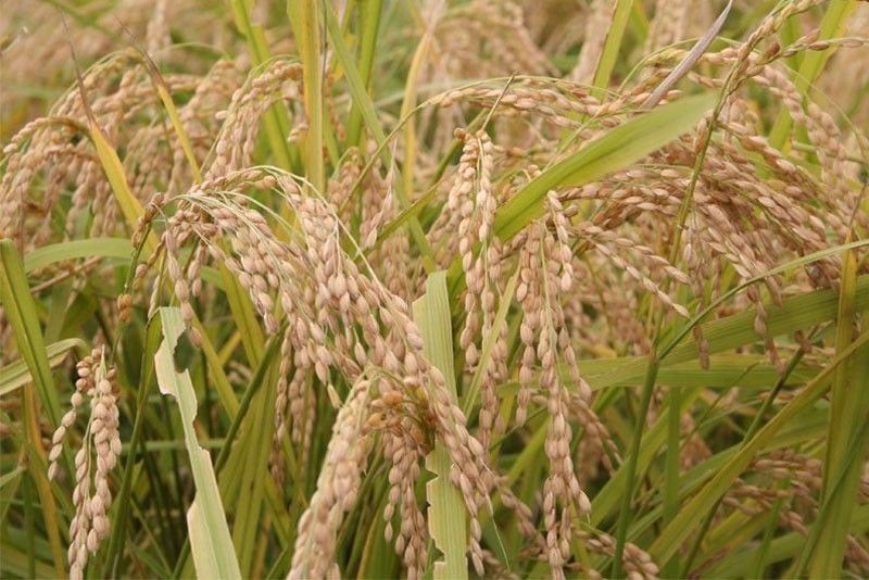 Palay yield seen to decline in Q1