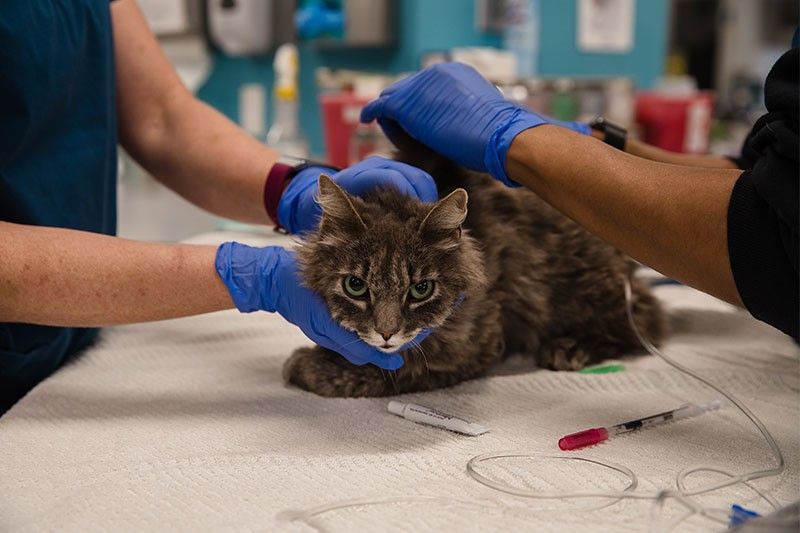 New York cats become first US pets to contract coronavirus