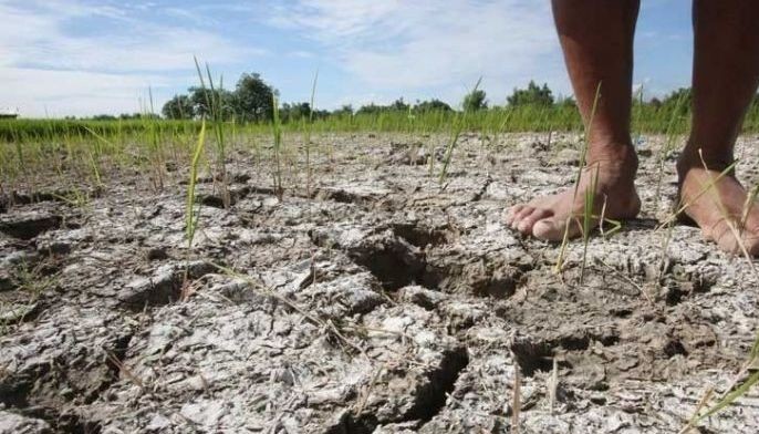 Hagupit ng tag-init, P11 milyong pananim, nasira!