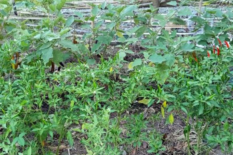 Home Vegetable Garden Philippines