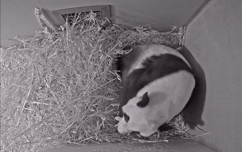 First giant panda born in Netherlands