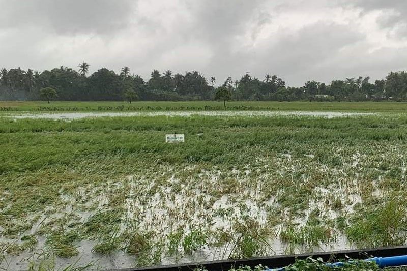 Ambo damage to agriculture hits P1 billion